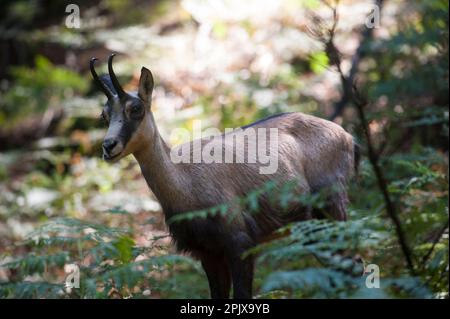 Chamois Antelope