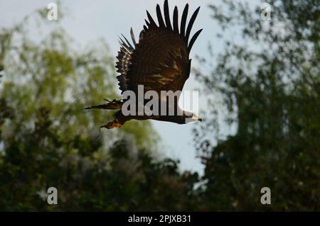 Steppe Eagle (Aquila nipalensis orientalis) picture taken in captivity at Zoom, Cumiana, Torino, Piedmont, Italy, Europe Stock Photo