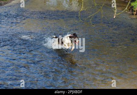 English Springer spaniel Running through water for Game Stock Photo