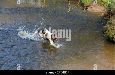 English springer spaniel Running through water Stock Photo