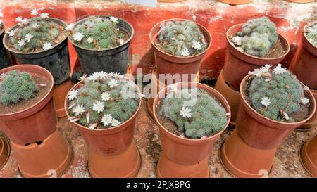 Mammillaria guelzowiana with white flowers is a species of plant in the family Cactaceae. Plants kept in pot for sale. Stock Photo