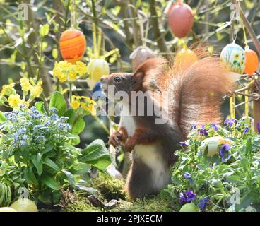 Leipzig, Germany. 04th Apr, 2023. In a garden on the outskirts of Leipzig, a squirrel found scattered titmouse food in a flower bowl decorated for Easter. Credit: Waltraud Grubitzsch/dpa/Alamy Live News Stock Photo