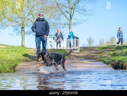 Kidderminster, UK. 4th April, 2023. UK weather: plenty of spring sunshine and blue skies makes for perfect playtime in the park. A young dog is really enjoying himself here, having fun splashing in the water, chasing his reflection and amusing passersby! Credit: Lee Hudson/Alamy Live News Stock Photo