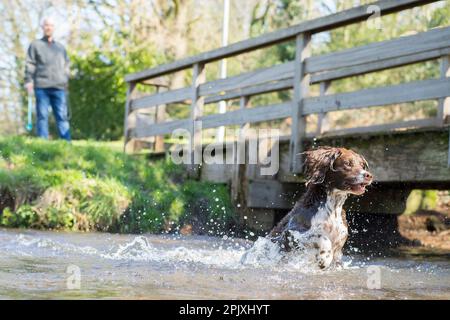 Kidderminster, UK. 4th April, 2023. UK weather: plenty of spring sunshine and blue skies makes for a perfect day in the water. A young dog splashes in the water by a wooden footbridge chasing after a ball. Credit: Lee Hudson/Alamy Live News Stock Photo