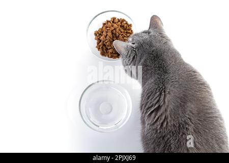 British adult fat cat eats dry food from a transparent bowl. Nearby is a bowl of water. White background Stock Photo