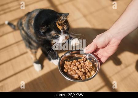 Domestic life with pet. Man giving feeding his hungry cat in morning light with shadows from the window. Stock Photo