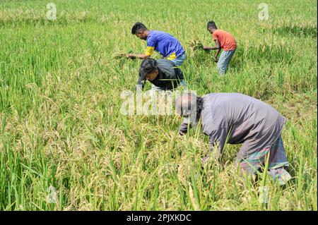 Sylhet, Bangladesh. 03rd Apr, 2023. Jalal Mia, a 65-year-old farmer from Uftar Haor in Sylhet's Khadim Nagar union, cutting his damaged crops after blast fungus attacked his entire crop field. Due to adverse weather conditions, due to insufficient rainfall in the winter season in the country, this blast fungus disease is affecting the BRRI-28 and BRRI-29 varieties of rice and even spraying the drug has not yielded results. On 03 April 2023 in Sylhet, Bangladesh (Photo by Md Rafayat Haque Khan/Eyepix Group/Sipa USA) Credit: Sipa USA/Alamy Live News Stock Photo