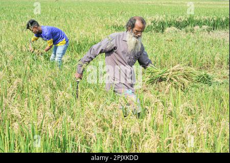 Sylhet, Bangladesh. 03rd Apr, 2023. Jalal Mia, a 65-year-old farmer from Uftar Haor in Sylhet's Khadim Nagar union, cutting his damaged crops after blast fungus attacked his entire crop field. Due to adverse weather conditions, due to insufficient rainfall in the winter season in the country, this blast fungus disease is affecting the BRRI-28 and BRRI-29 varieties of rice and even spraying the drug has not yielded results. On 03 April 2023 in Sylhet, Bangladesh (Photo by Md Rafayat Haque Khan/Eyepix Group/Sipa USA) Credit: Sipa USA/Alamy Live News Stock Photo