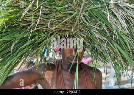 Sylhet, Bangladesh. 03rd Apr, 2023. A farmer from Baish Tilla area of Sylhet's Khadim Nagar union, getting back with his paddy. Due to adverse weather conditions, due to insufficient rainfall in the winter season in the country, this blast fungus disease is affecting the BRRI-28 and BRRI-29 varieties of rice and even spraying the drug has not yielded results. On 03 April 2023 in Sylhet, Bangladesh (Photo by Md Rafayat Haque Khan/Eyepix Group/Sipa USA) Credit: Sipa USA/Alamy Live News Stock Photo