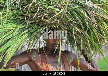 Sylhet, Bangladesh. 03rd Apr, 2023. A farmer from Baish Tilla area of Sylhet's Khadim Nagar union, getting back with his paddy. Due to adverse weather conditions, due to insufficient rainfall in the winter season in the country, this blast fungus disease is affecting the BRRI-28 and BRRI-29 varieties of rice and even spraying the drug has not yielded results. On 03 April 2023 in Sylhet, Bangladesh (Photo by Md Rafayat Haque Khan/Eyepix Group/Sipa USA) Credit: Sipa USA/Alamy Live News Stock Photo