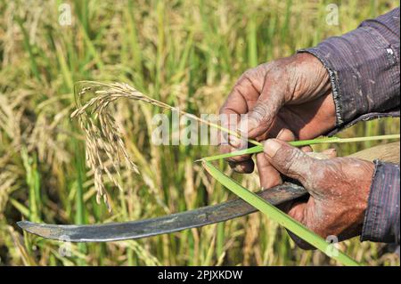 Sylhet, Bangladesh. 03rd Apr, 2023. Jalal Mia, a 65-year-old farmer from Uftar Haor in Sylhet's Khadim Nagar union, shows his damaged crops in his hand after blast fungus attacked his entire crop field. Due to adverse weather conditions, due to insufficient rainfall in the winter season in the country, this blast fungus disease is affecting the BRRI-28 and BRRI-29 varieties of rice and even spraying the drug has not yielded results. On 03 April 2023 in Sylhet, Bangladesh (Photo by Md Rafayat Haque Khan/Eyepix Group/Sipa USA) Credit: Sipa USA/Alamy Live News Stock Photo