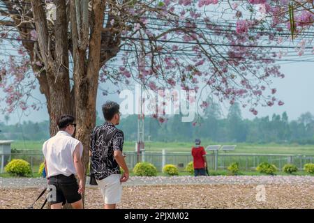 Back view of Happiness Gay Couple walk together and take photo with beautiful pink trumpet tree blooming and falling on ground like the pink road. Lgb Stock Photo