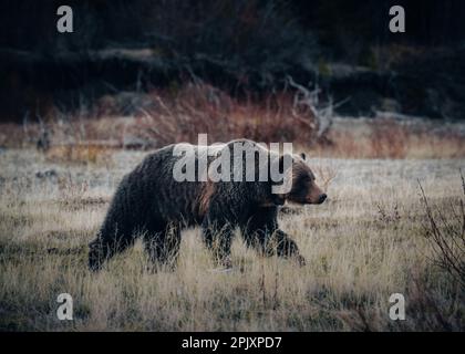 Grizzly bear in the Canadian wilderness in Kananaskis Country, Banff Alberta. Stock Photo