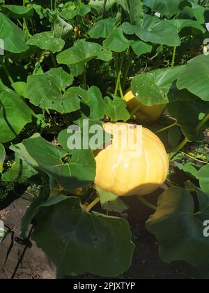 Harvesting pumpkins in the village ripe pumpkin in large leaves on a suburban plot Stock Photo