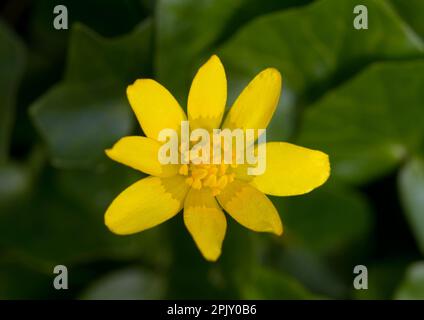 Lesser celandine, a beautiful yellow flower in early spring Stock Photo