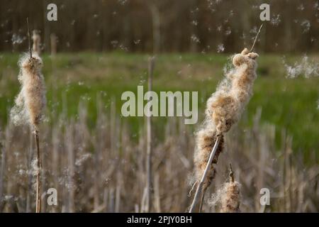Ripe spikes of Common Bulrush, releasing fluffy achenes Stock Photo