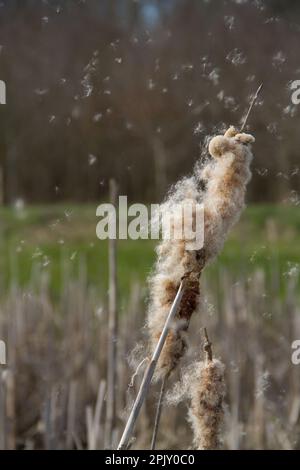 Ripe spike of Common Bulrush, releasing fluffy achenes Stock Photo