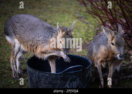 Patagonian Maras at the Safari Park. Stock Photo