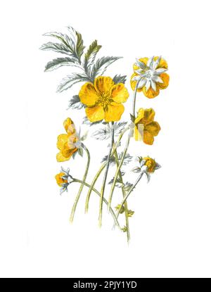 Argentina anserina or common Silverweed flower. (Potentilla anserina) hand drawn flowers illustration. Vintage and antique flowers. wild flower. Stock Photo