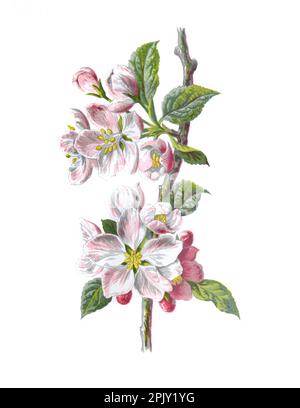 Apple blossom flower. (Malus domestica). Antique hand drawn flowers illustration. Vintage and antique flowers. wild flower illustration. Stock Photo