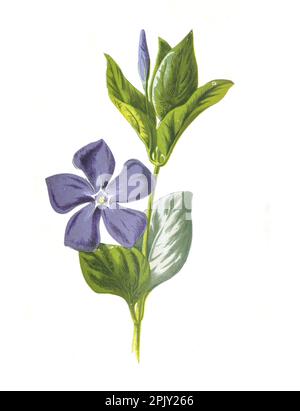 Catharanthus roseus flower. (Periwinkle or Vinca) hand drawn flowers illustration. Vintage and antique flowers. wild flower illustration.19th century. Stock Photo