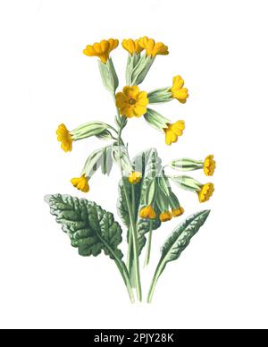 Common cowslip or pimrose flower. (primula veris) the cowslip, cowslip pimrose. Antique hand drawn flowers illustration. Vintage and antique flowers. Stock Photo