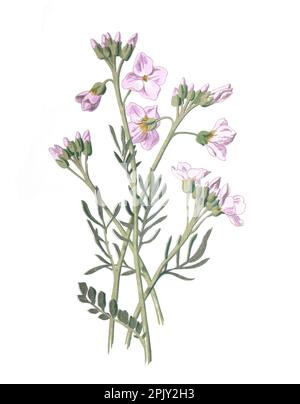 Cuckooflower flower. (Cardamine pratensis) lady's smock, bitter cress. Antique hand drawn flowers illustration. Vintage and antique wild flowers. Stock Photo