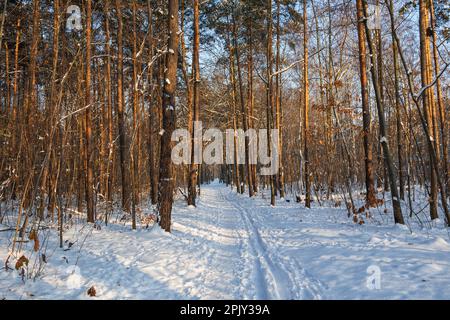Winter in the forest on sunny day with footpath and snow covered ground, cold season scenery. Stock Photo
