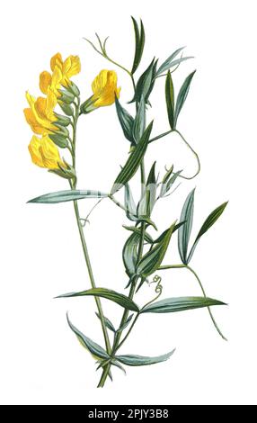 Meadow vetchling or Lathyrus pratensis or yellow pea or meadow pea. Antique hand drawn field flowers illustration.Vintage and antique wild flowers. Stock Photo