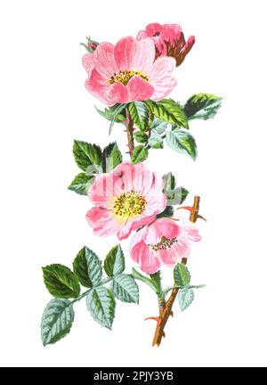 Sweet Briar or Rosa rubiginosa flower. or sweet briar or sweetbriar rose or sweet brier or eglantine medicinal flower. biodiversity. illustration. Stock Photo