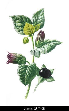 Atropa belladonna flower. or commonly known as belladonna or deadly nightshade poisend plant family of the Solanaceae. Vintag hand drawn field flower. Stock Photo