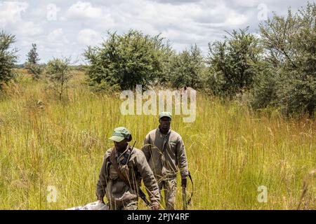 Rangers armed with guns in animal conservation park in Zimbabwe, in Imire Rhino and Wildlife Conservancy Stock Photo