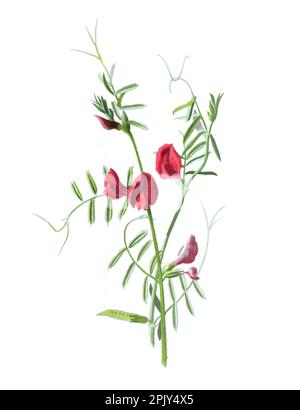 Common vetch or Vicia sativa, known as the common vetch, garden vetch, tare or simply vetch. Vintage hand drawn wild field flowers illustration. Stock Photo