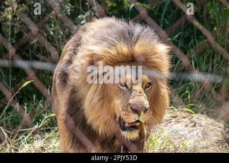 Powerful lion in savannah in nature, alpha male in Imire national conservation park, Zimbabwe Stock Photo