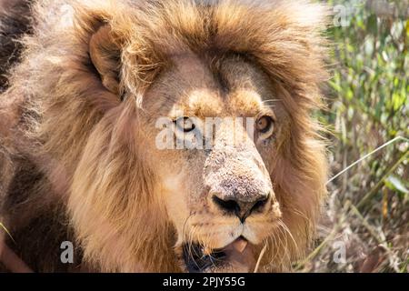 Powerful lion in savannah in nature, alpha male in Imire national conservation park, Zimbabwe Stock Photo