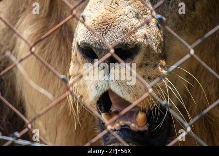 Powerful lion in savannah in nature, alpha male in Imire national conservation park, Zimbabwe Stock Photo