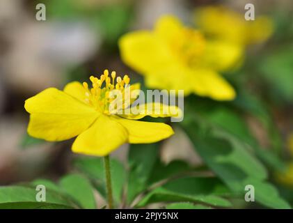 Anemonoides ranunculoides, the yellow anemone, yellow wood anemone, or buttercup anemone Stock Photo