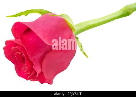 Red rose isolated on white background Stock Photo