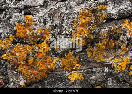 Yellow orange maritime sunburst lichen - Xanthoria parietina and gray tube Hypogymnia physodes - growing on dry tree, closeup detail Stock Photo