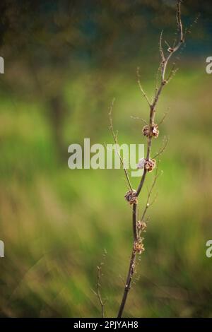 Dry plant bush with thin branches growing in spring field Stock Photo