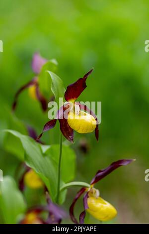 Blooming wild yellow lady's slipper, Cypripedium calceolus, in the lady's slipper area Martinauer Au in the Lechtal valley. Blurred green background Stock Photo