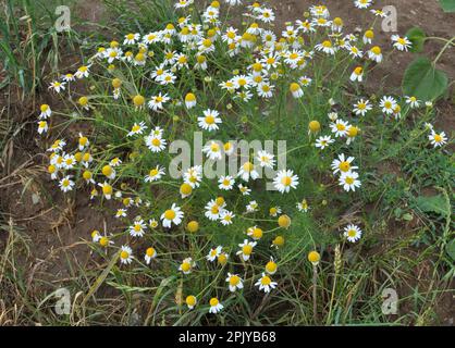 Unscented chamomile (Tripleurospermum maritimum) grows in the wild among grasses Stock Photo