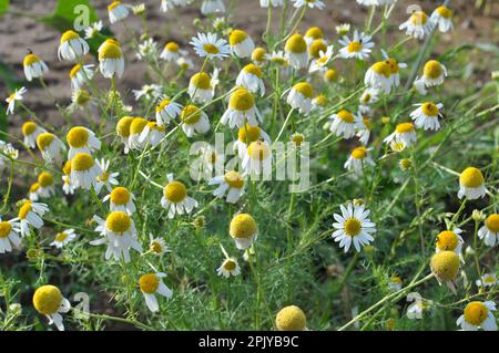 Unscented chamomile (Tripleurospermum maritimum) grows in the wild among grasses Stock Photo