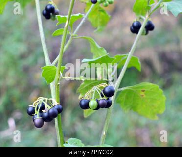 In nature grows plant with poisonous berries nightshade (Solanum nigrum) Stock Photo