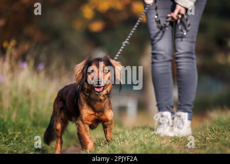 Dog walking outdoors. Pet owner with mixed-breed dog on leash Stock Photo