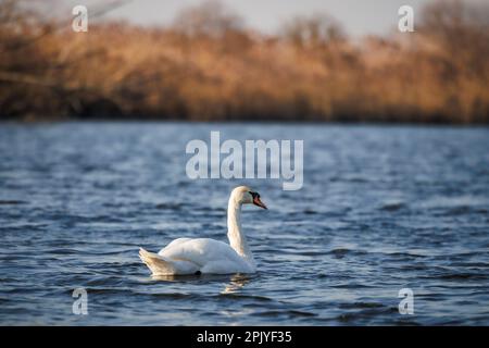 White swan on lake. Small waves on blue water surface. Big bird in natural habitat Stock Photo