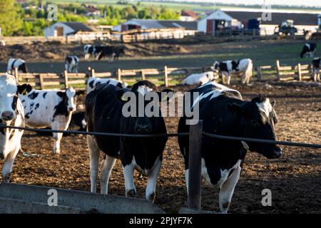 Dairy cows eating grass, hay and silage on a farm in a sunset. Agriculture, farming. Livestock concept. Dairy farm, cattle, feeding cows on farm. Stock Photo
