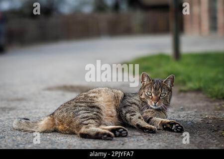 Tabby cat lying on road. Cute domestic cat from countryside Stock Photo