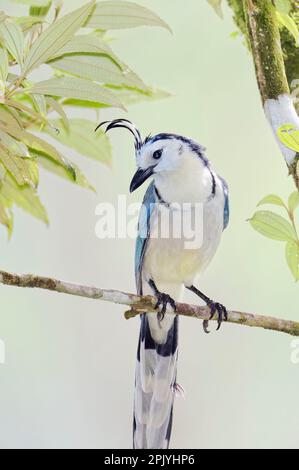 A white-throated magpie jay (Calocitta formosa) in the Arenal rain forest area of Costa Rica. Stock Photo