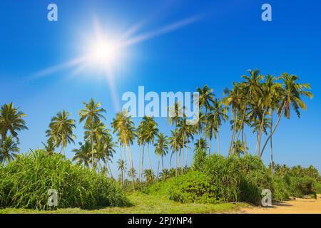 Bright sun, tall coconut palms on picturesque coast of ocean. Stock Photo